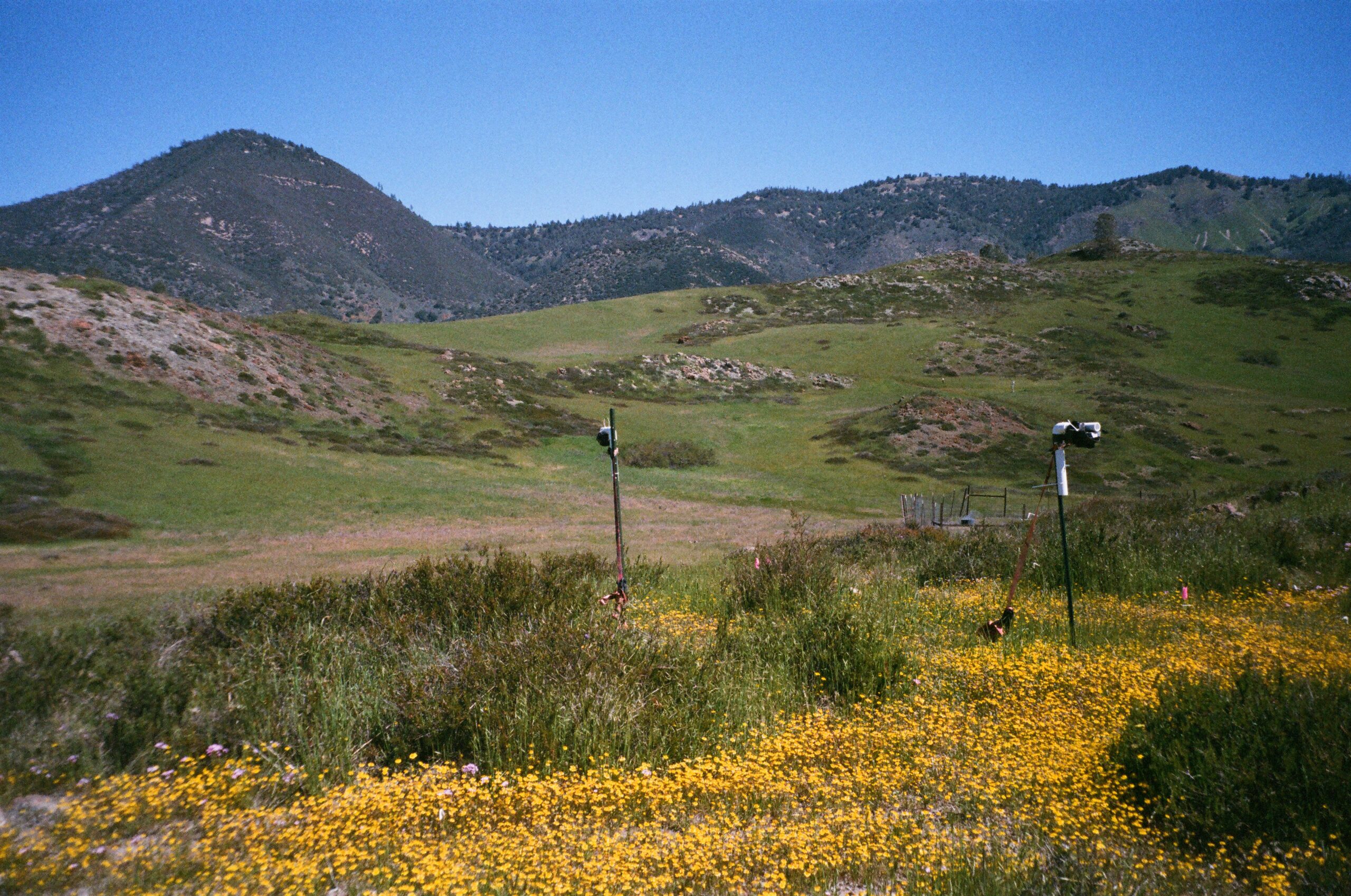 Photo taken at the University of California Sedgwick Natural Reserve in northern Santa Barbara County California. (Photo courtesy of Jacob Levine)